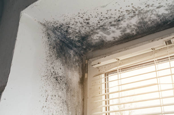 Affordable Mold Removal solutions in Kitzmiller, MD